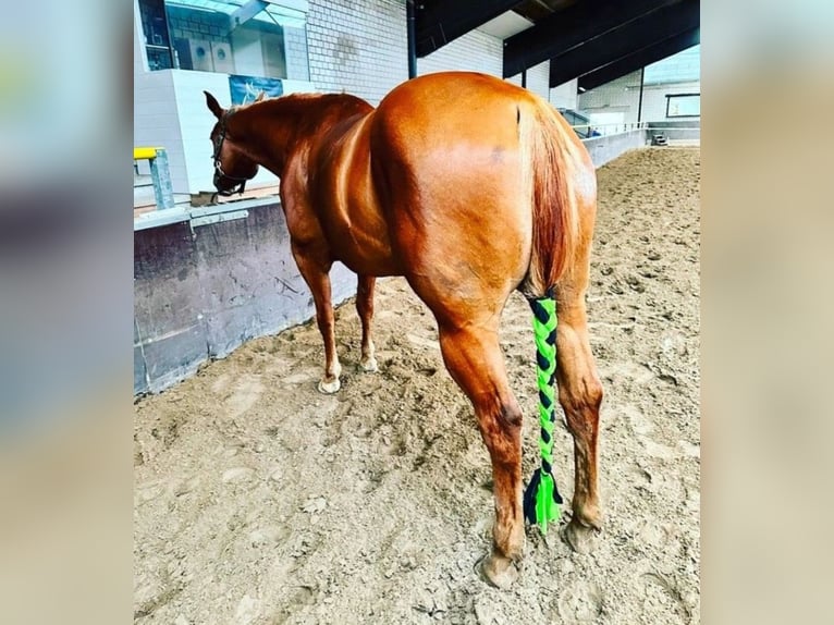 Caballo cuarto de milla Yegua 8 años 155 cm Alazán in Kevelaer