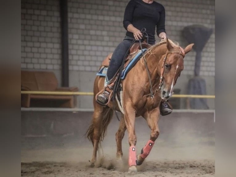 Caballo cuarto de milla Yegua 8 años 155 cm Alazán in Kevelaer