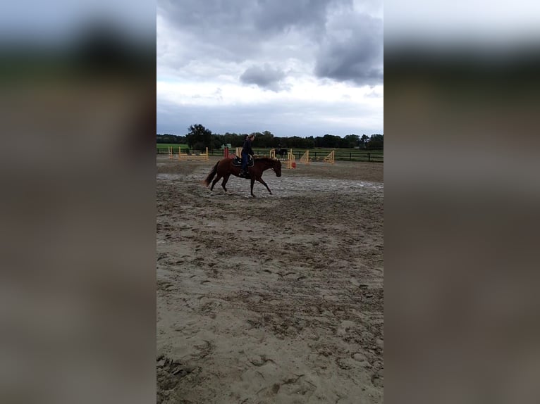 Caballo cuarto de milla Yegua 8 años 155 cm Alazán-tostado in Großbeeren