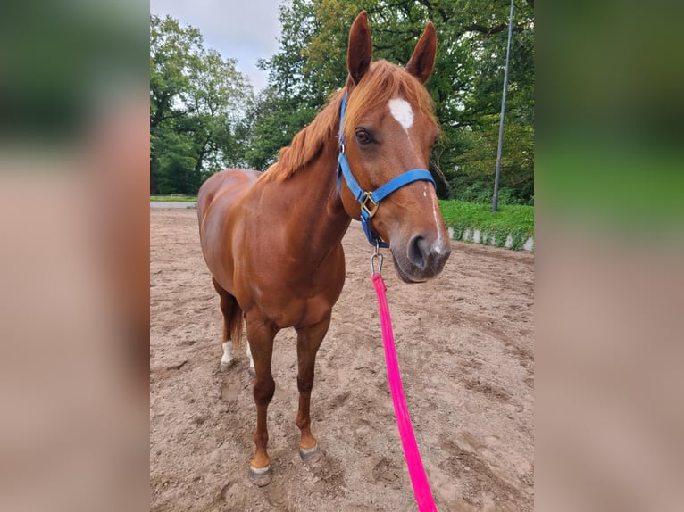 Caballo cuarto de milla Yegua 8 años 155 cm Alazán in Großbeeren