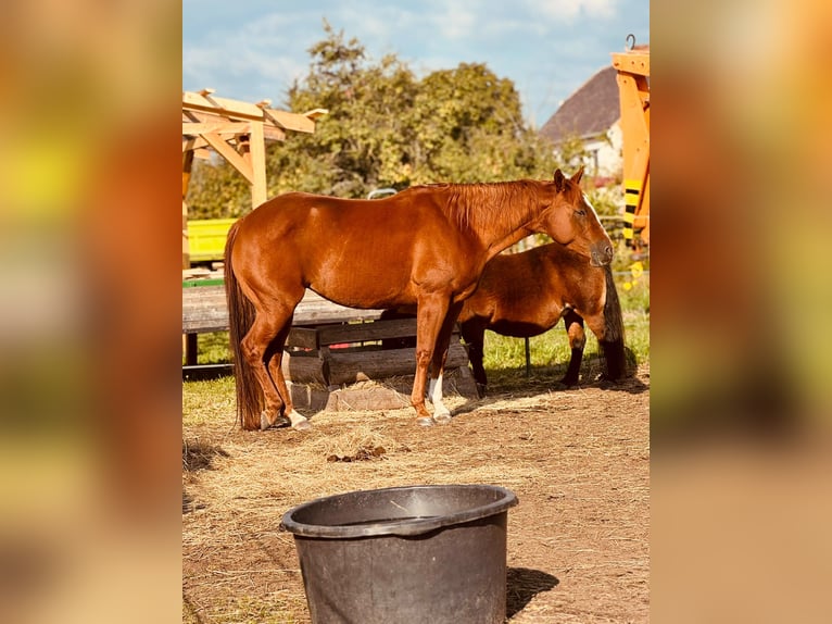 Caballo cuarto de milla Yegua 8 años 156 cm Alazán in Königswartha