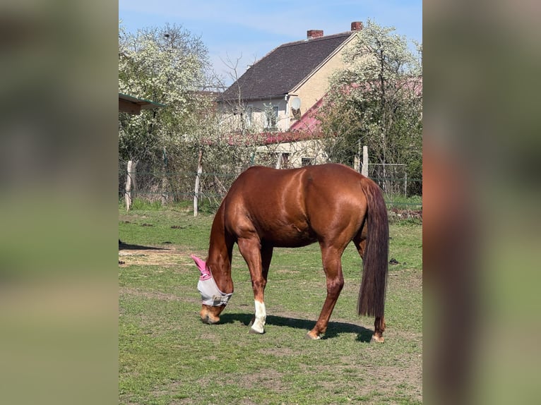 Caballo cuarto de milla Yegua 8 años 156 cm Alazán in Königswartha