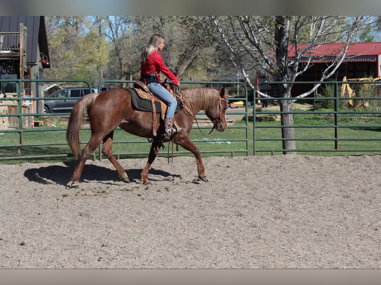 Caballo cuarto de milla Yegua 8 años 157 cm Ruano alazán in Fort Collins CO
