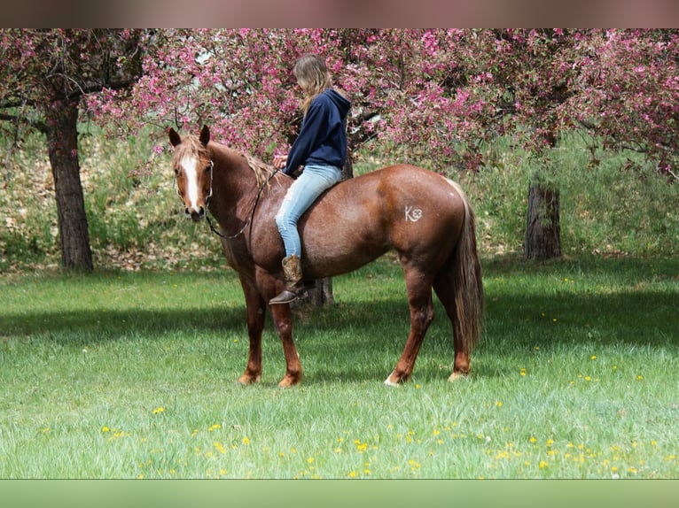 Caballo cuarto de milla Yegua 8 años 157 cm Ruano alazán in Fort Collins CO
