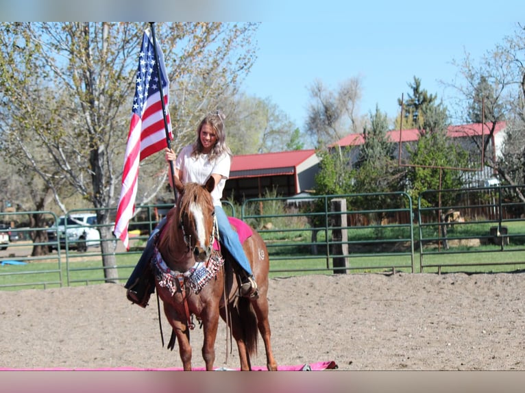 Caballo cuarto de milla Yegua 8 años 157 cm Ruano alazán in Fort Collins CO