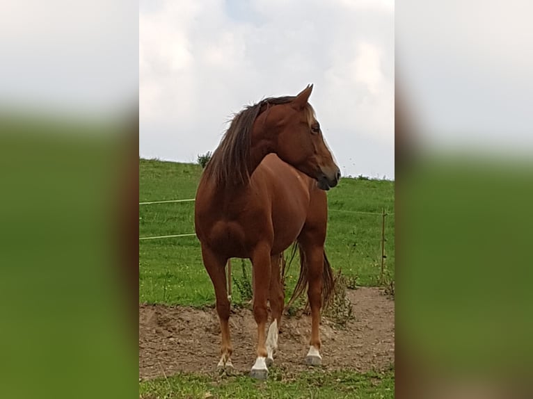 Caballo cuarto de milla Mestizo Yegua 8 años 158 cm Red Dun/Cervuno in Hartenstein