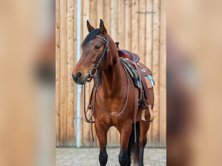 Caballo cuarto de milla Yegua 8 años 160 cm Castaño in Hundsangen