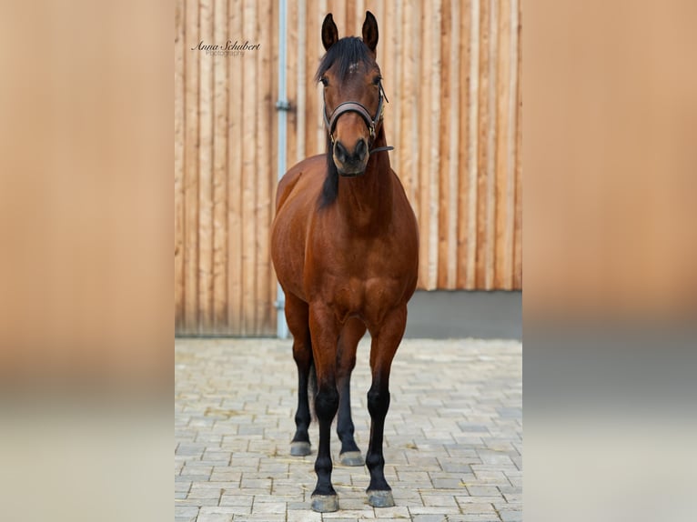 Caballo cuarto de milla Yegua 8 años 160 cm Castaño in Hundsangen