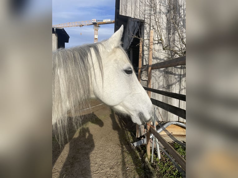 Caballo cuarto de milla Yegua 8 años 160 cm Musgo in Schaffhausen