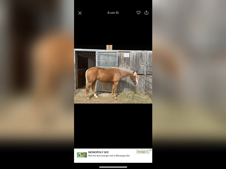 Caballo cuarto de milla Yegua 8 años 160 cm Palomino in Haag in Oberbayern