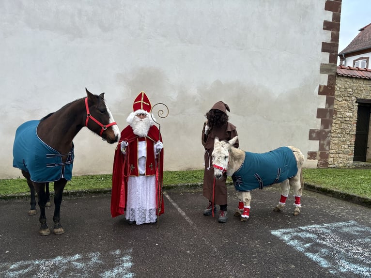 Caballo cuarto de milla Mestizo Yegua 8 años 163 cm Castaño in Alsting