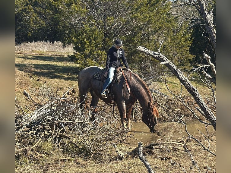 Caballo cuarto de milla Yegua 8 años 168 cm Ruano alazán in Jacksboro TX