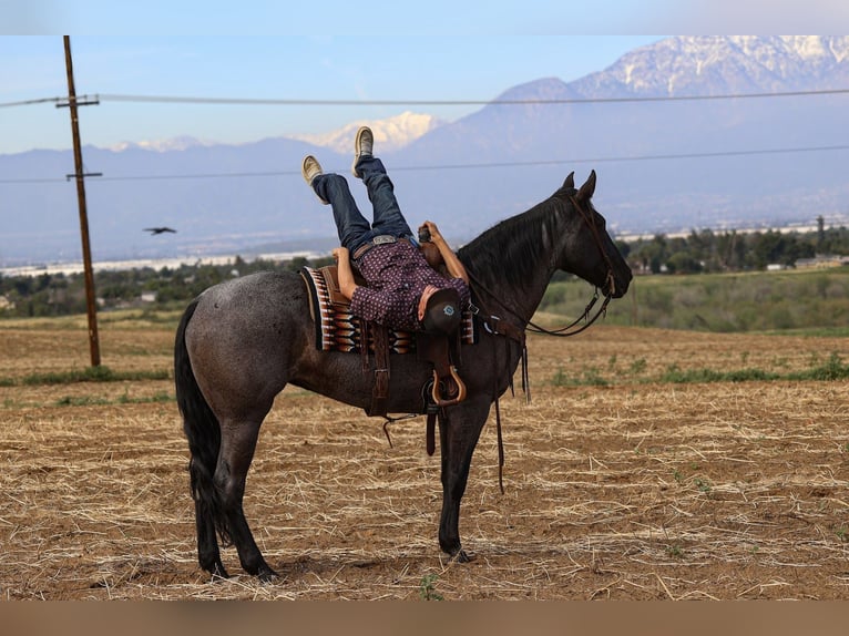 Caballo cuarto de milla Yegua 8 años 168 cm Ruano azulado in Norco
