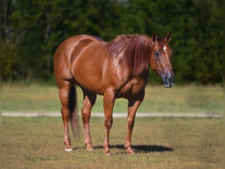 Caballo cuarto de milla Yegua 8 años Alazán rojizo in Waco