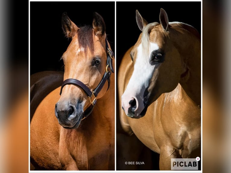 Caballo cuarto de milla Yegua 8 años Buckskin/Bayo in Mooslargue