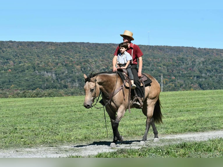 Caballo cuarto de milla Yegua 8 años Buckskin/Bayo in Rebersburg