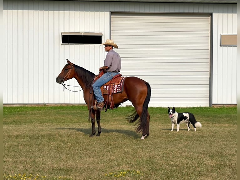 Caballo cuarto de milla Yegua 8 años Castaño rojizo in Cannon Falls