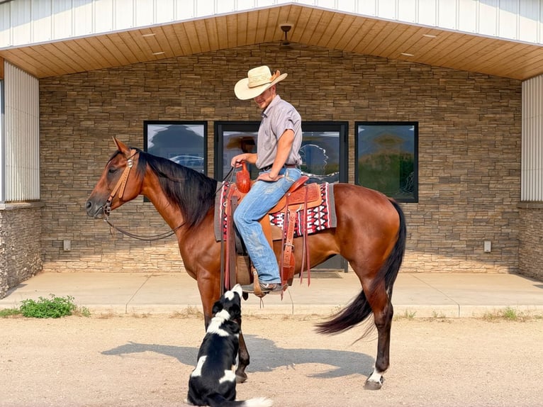 Caballo cuarto de milla Yegua 8 años Castaño rojizo in Cannon Falls