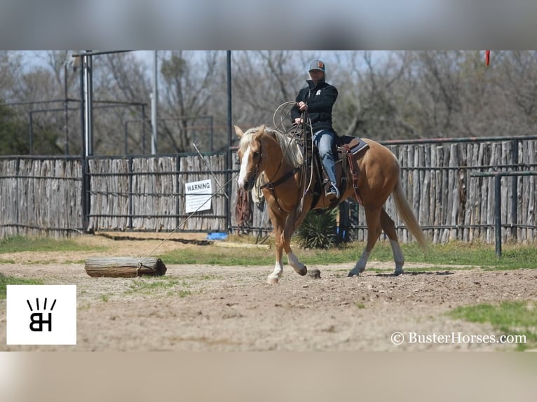 Caballo cuarto de milla Yegua 8 años Palomino in Weatherford TX