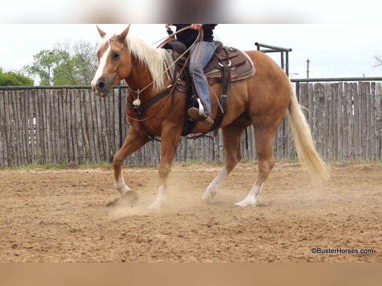 Caballo cuarto de milla Yegua 8 años Palomino in Weatherford TX