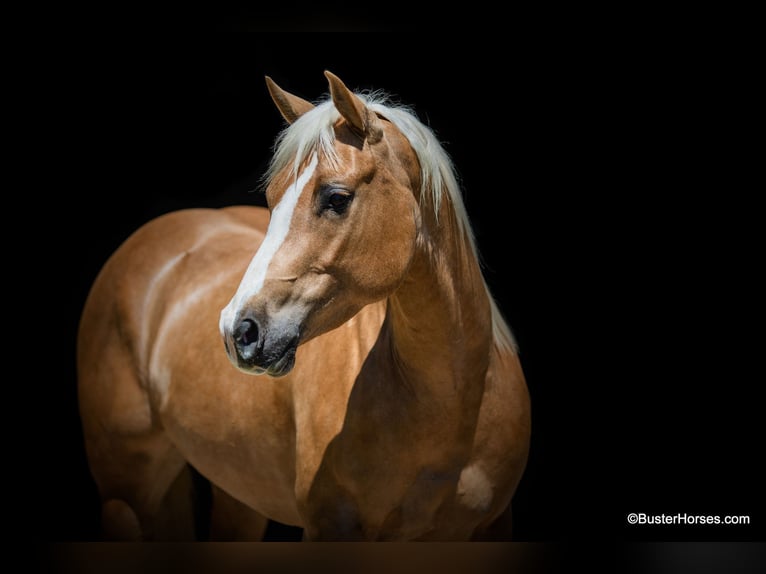 Caballo cuarto de milla Yegua 8 años Palomino in Weatherford TX