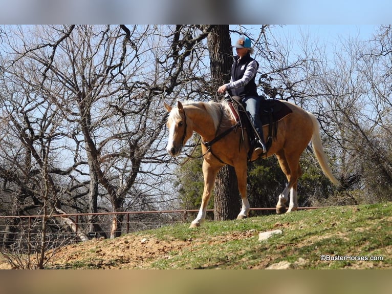 Caballo cuarto de milla Yegua 8 años Palomino in Weatherford TX