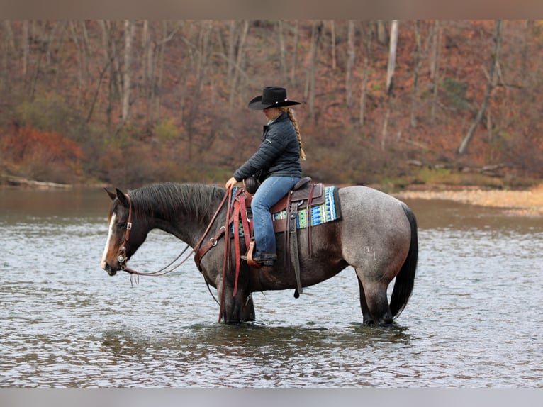 Caballo cuarto de milla Yegua 8 años Ruano azulado in Clarion