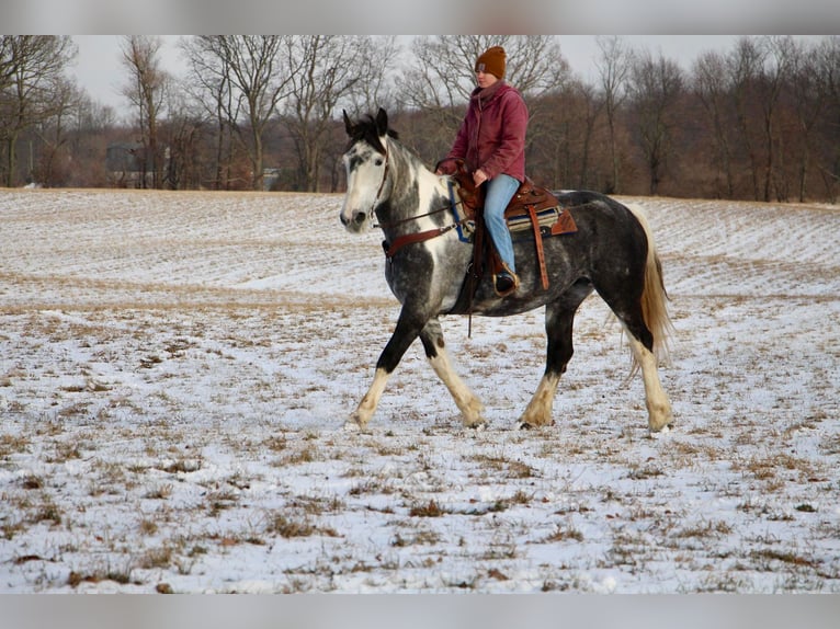 Caballo cuarto de milla Yegua 8 años Tobiano-todas las-capas in Highland MI