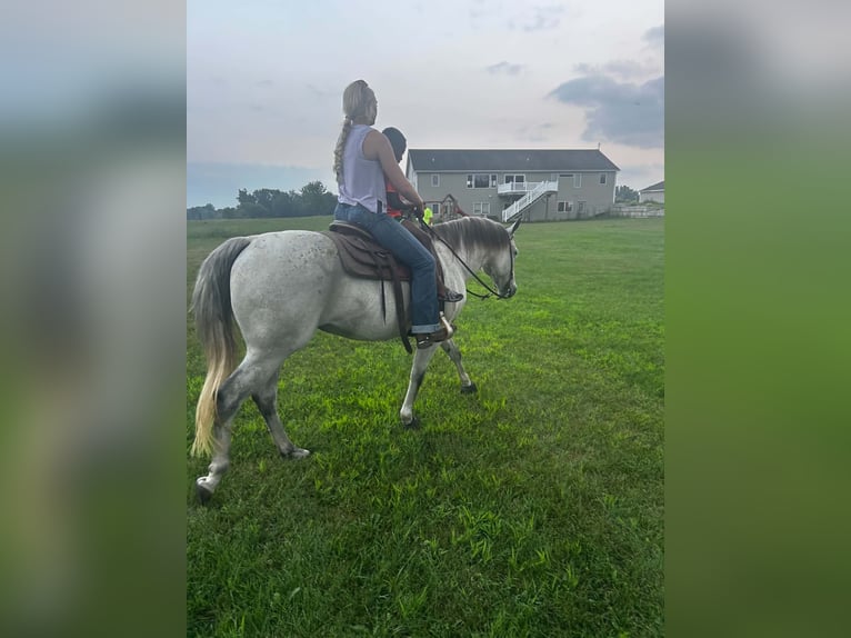 Caballo cuarto de milla Yegua 8 años Tordo in Shelbyville