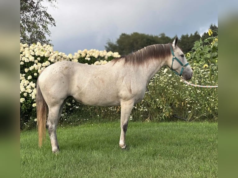 Caballo cuarto de milla Yegua 8 años Tordo in Shelbyville