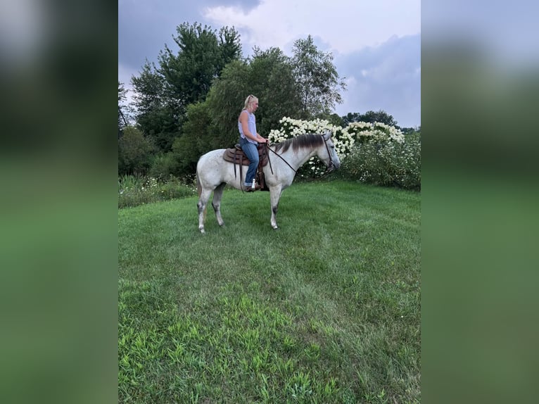 Caballo cuarto de milla Yegua 8 años Tordo in Shelbyville