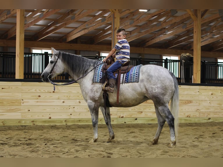 Caballo cuarto de milla Yegua 8 años Tordo in Clarion