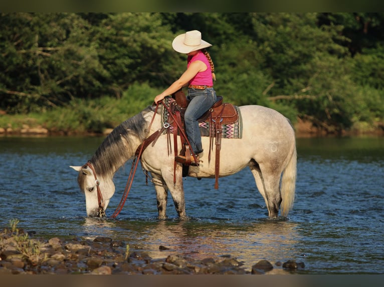 Caballo cuarto de milla Yegua 8 años Tordo in Clarion