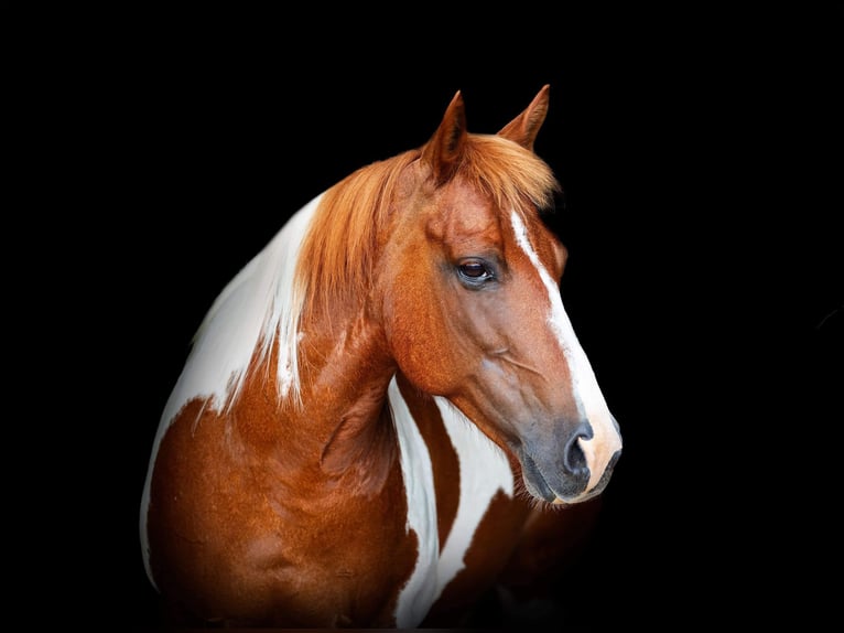 Caballo cuarto de milla Yegua 9 años 135 cm Tobiano-todas las-capas in Weatherford TX