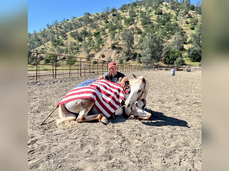 Caballo cuarto de milla Yegua 9 años 140 cm Ruano alazán in Paicines CA