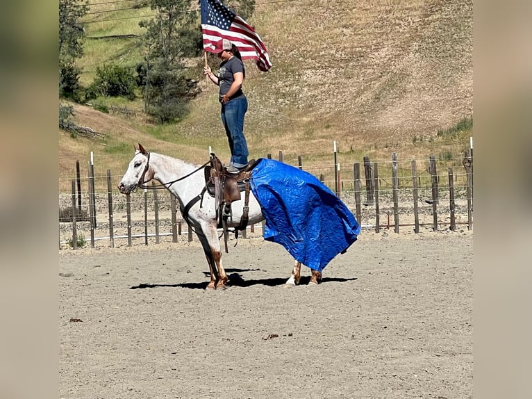 Caballo cuarto de milla Yegua 9 años 140 cm Ruano alazán in Paicines CA