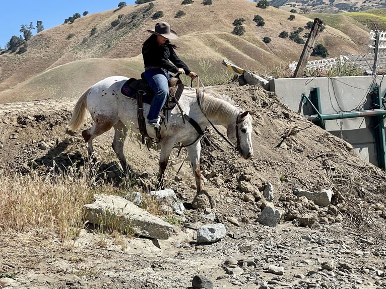 Caballo cuarto de milla Yegua 9 años 140 cm Ruano alazán in Paicines CA