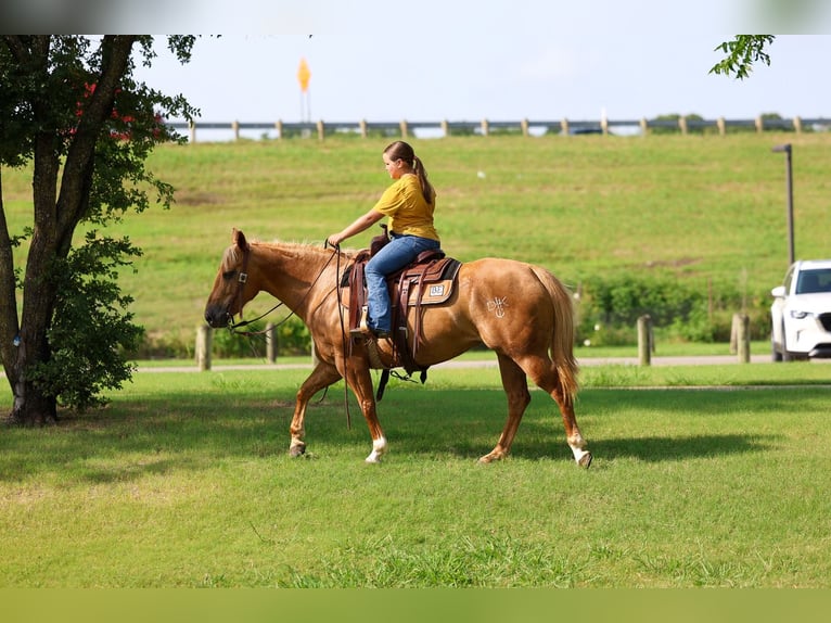 Caballo cuarto de milla Yegua 9 años 142 cm Palomino in Talty, TX