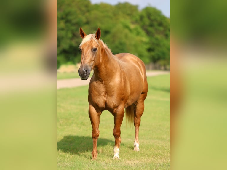 Caballo cuarto de milla Yegua 9 años 142 cm Palomino in Talty, TX