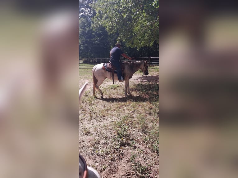 Caballo cuarto de milla Yegua 9 años 142 cm Tordo in Fort Worth Texas