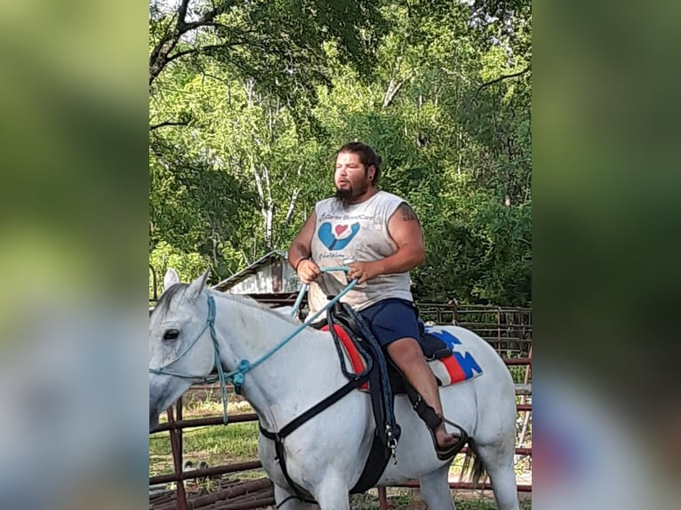 Caballo cuarto de milla Yegua 9 años 142 cm Tordo in Fort Worth Texas