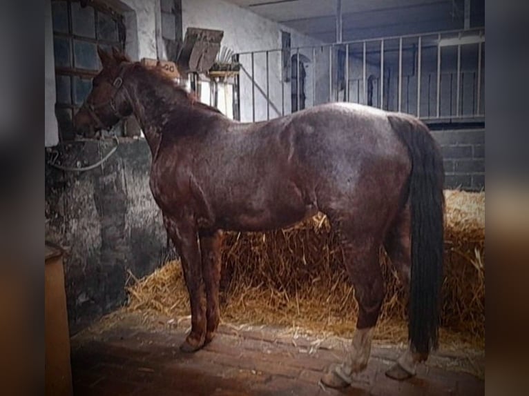 Caballo cuarto de milla Yegua 9 años 144 cm Ruano alazán in Rheda-Wiedenbrück