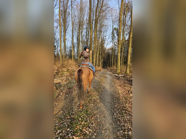 Caballo cuarto de milla Yegua 9 años 145 cm Red Dun/Cervuno in Weilmünster