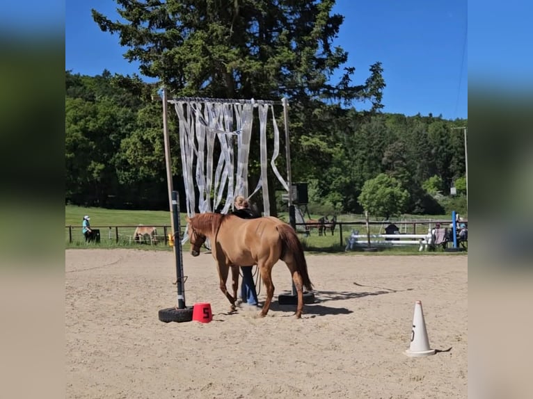 Caballo cuarto de milla Yegua 9 años 145 cm Red Dun/Cervuno in Weilmünster