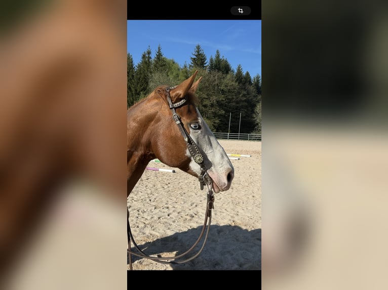Caballo cuarto de milla Yegua 9 años 147 cm Alazán in Fichtelberg
