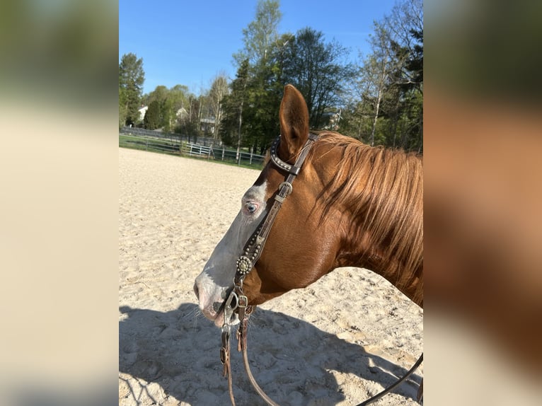 Caballo cuarto de milla Yegua 9 años 147 cm Alazán in Fichtelberg