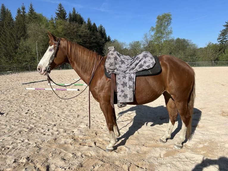 Caballo cuarto de milla Yegua 9 años 147 cm Alazán in Fichtelberg