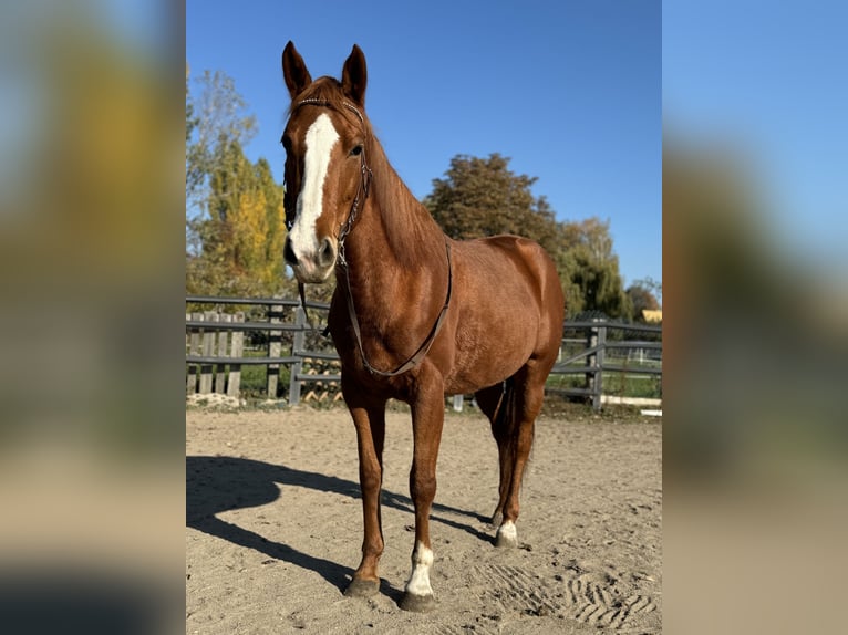 Caballo cuarto de milla Yegua 9 años 147 cm Alazán in Großpösna