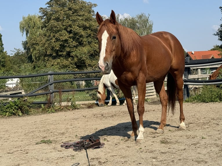Caballo cuarto de milla Yegua 9 años 147 cm Alazán in Großpösna