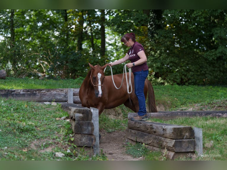 Caballo cuarto de milla Yegua 9 años 147 cm Alazán in Rhede